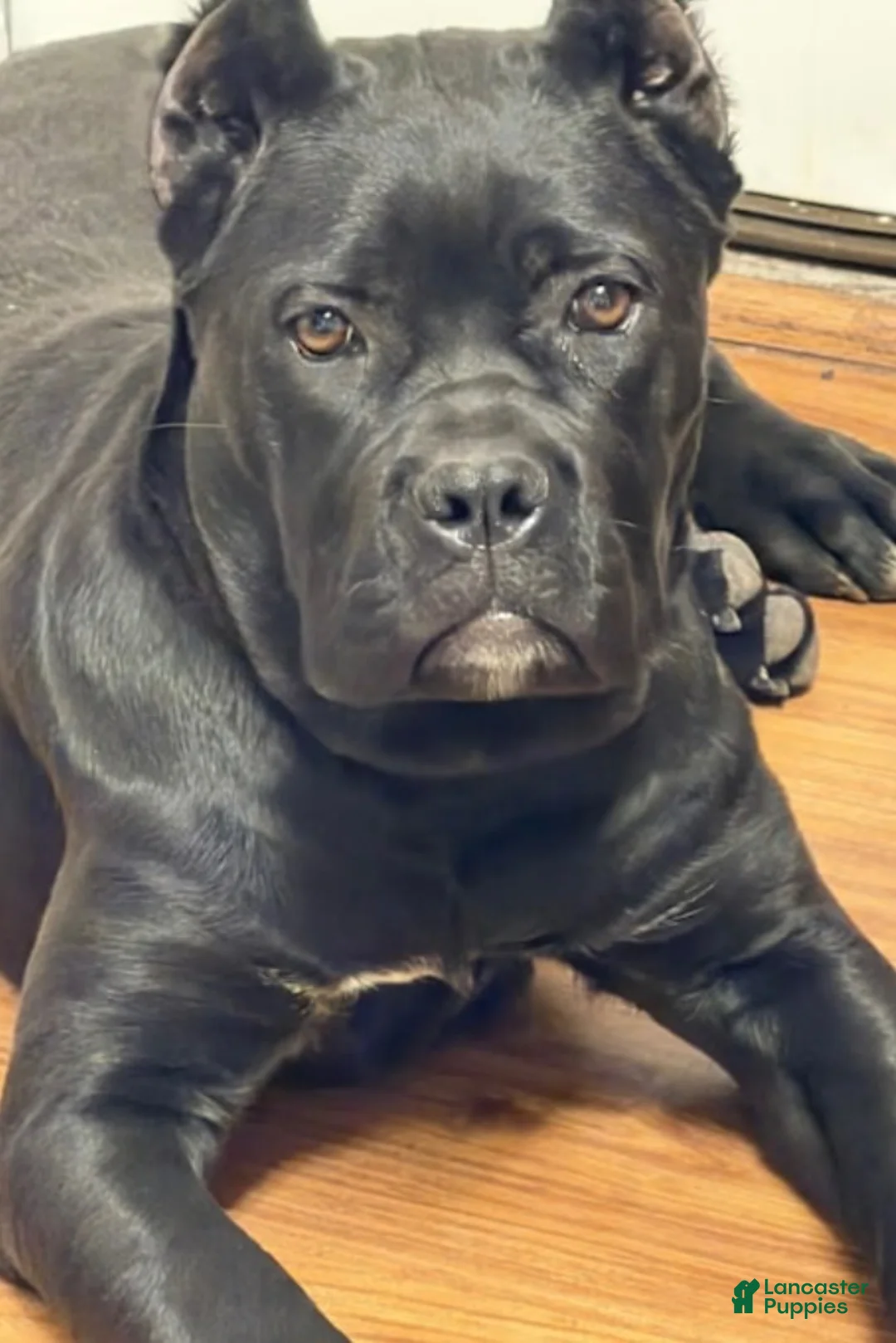 Cane Corso dogs for sale: Cane Corso 2 - Ad 2