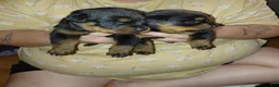 Rottweiler dogs for sale: Rottweiler 3 - Ad 3
