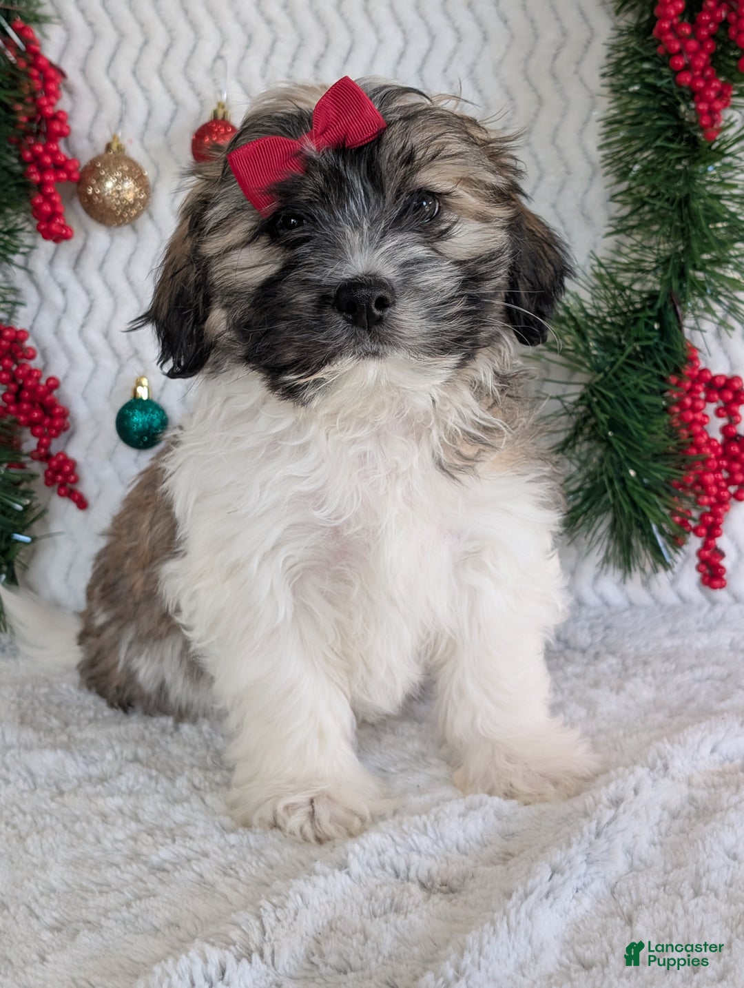 Teddy Bear dogs for sale: Loki - Ad 12