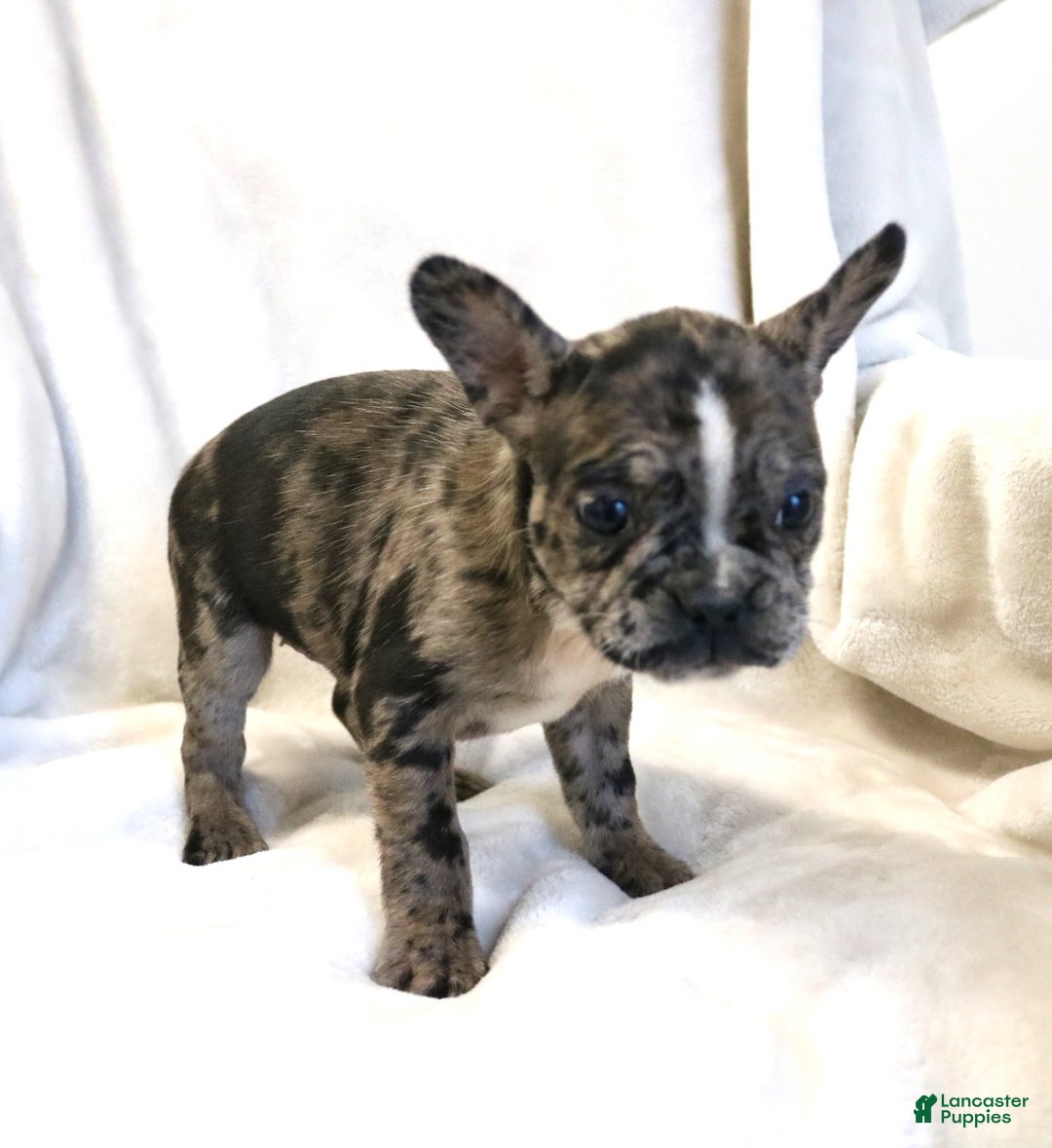 Frenchton dogs for sale: Cassie - Ad 4
