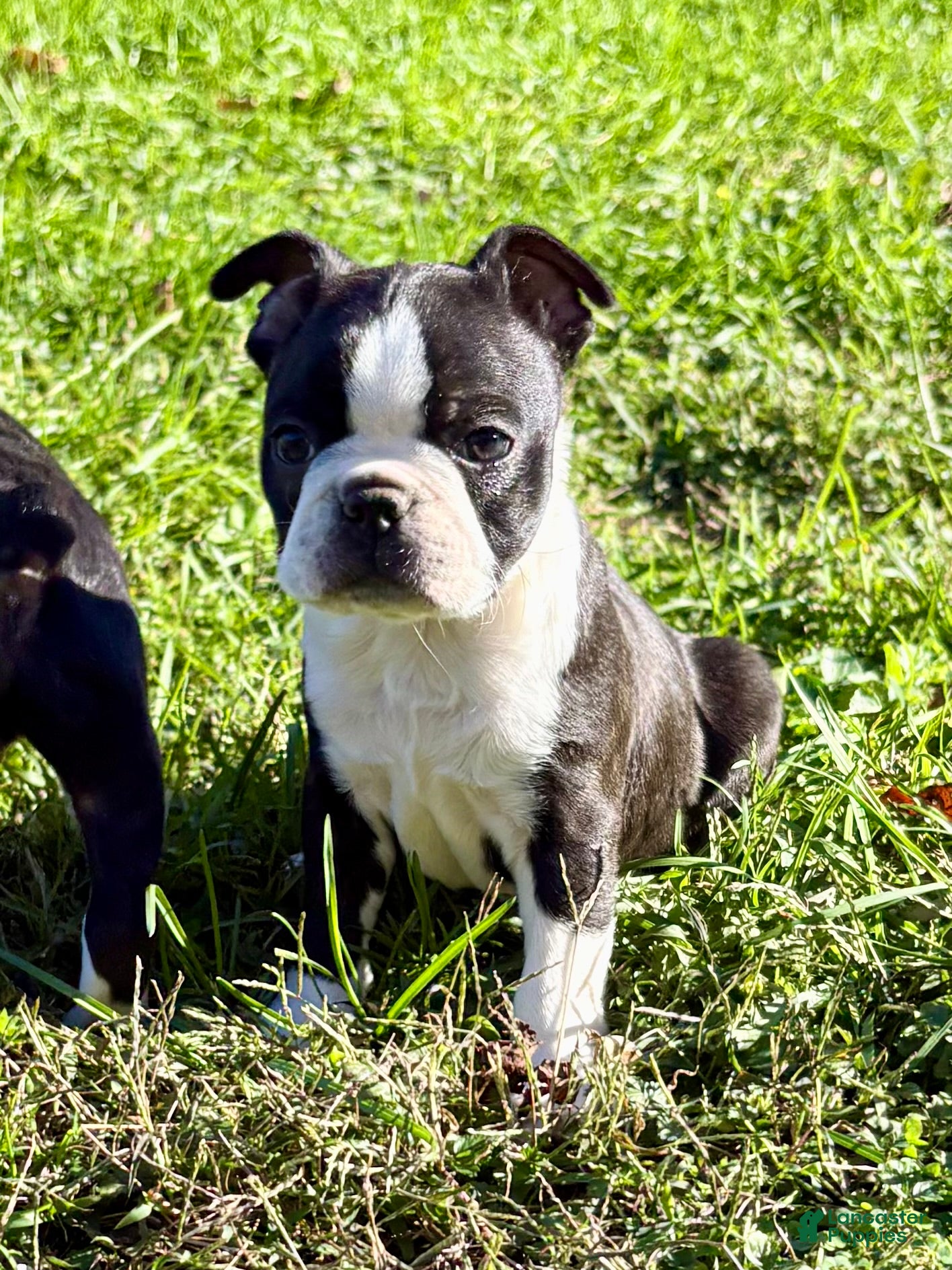 Boston Terrier dogs for sale: Boston Terrier 1 - Ad 1