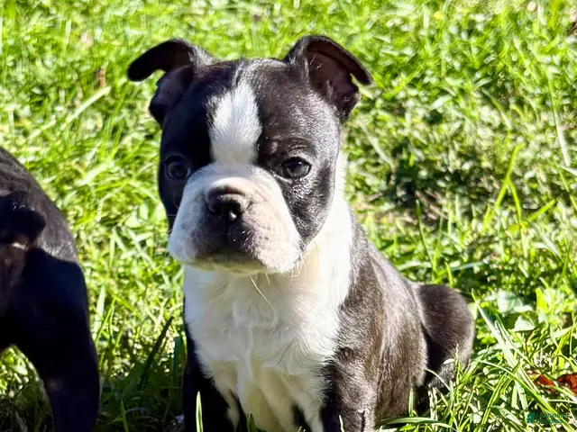 Boston Terrier dogs for sale: Boston Terrier 1 - Ad 1
