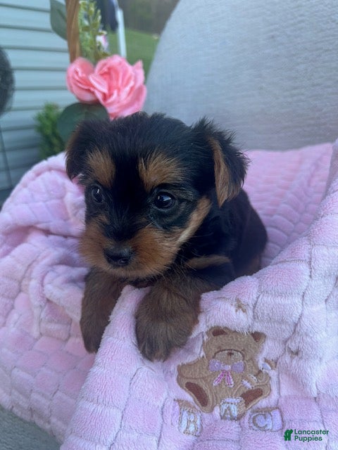 Yorkshire Terrier dogs Juniper - Ad 2