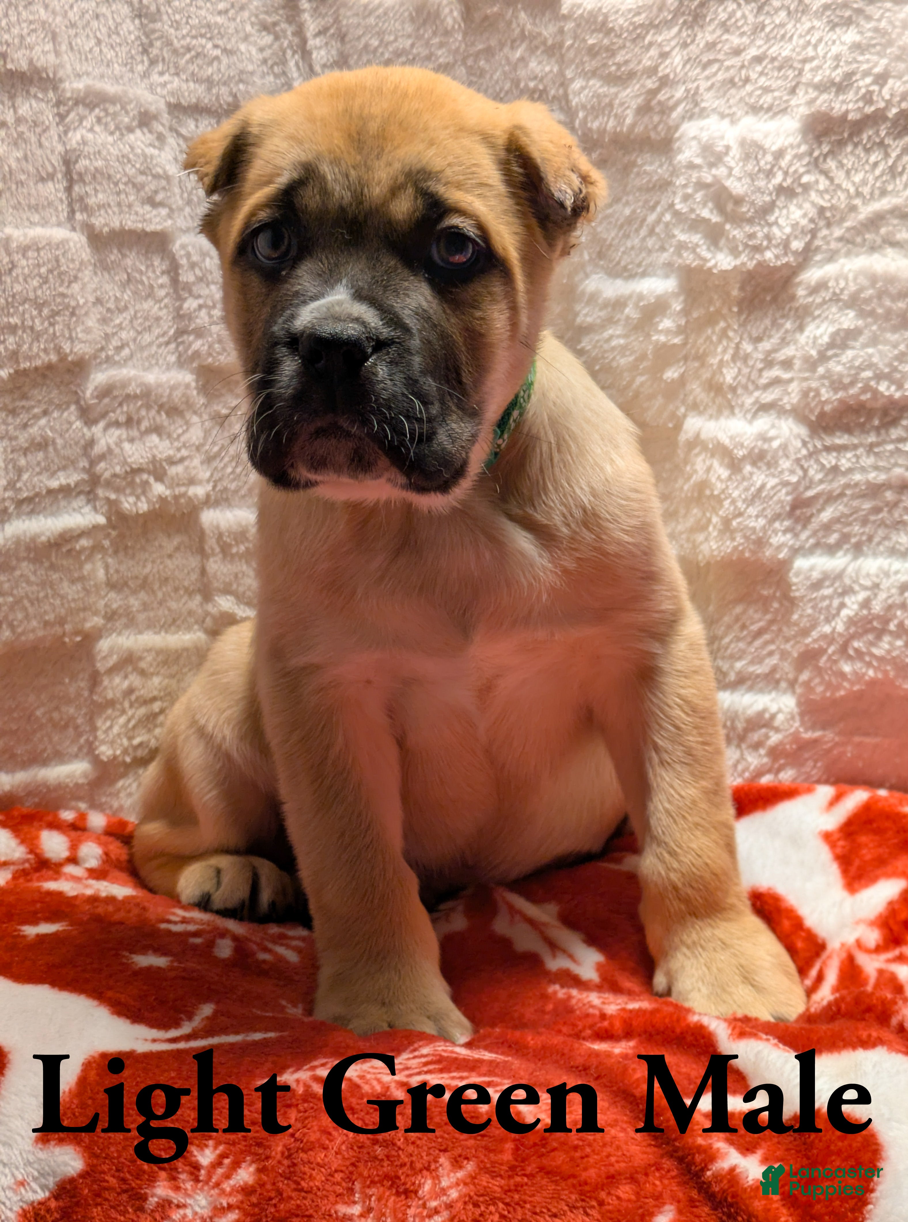 Cane Corso dogs Light Green - Ad 16