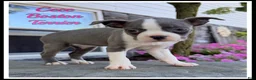 Boston Terrier dogs for sale: Cece - Ad 1