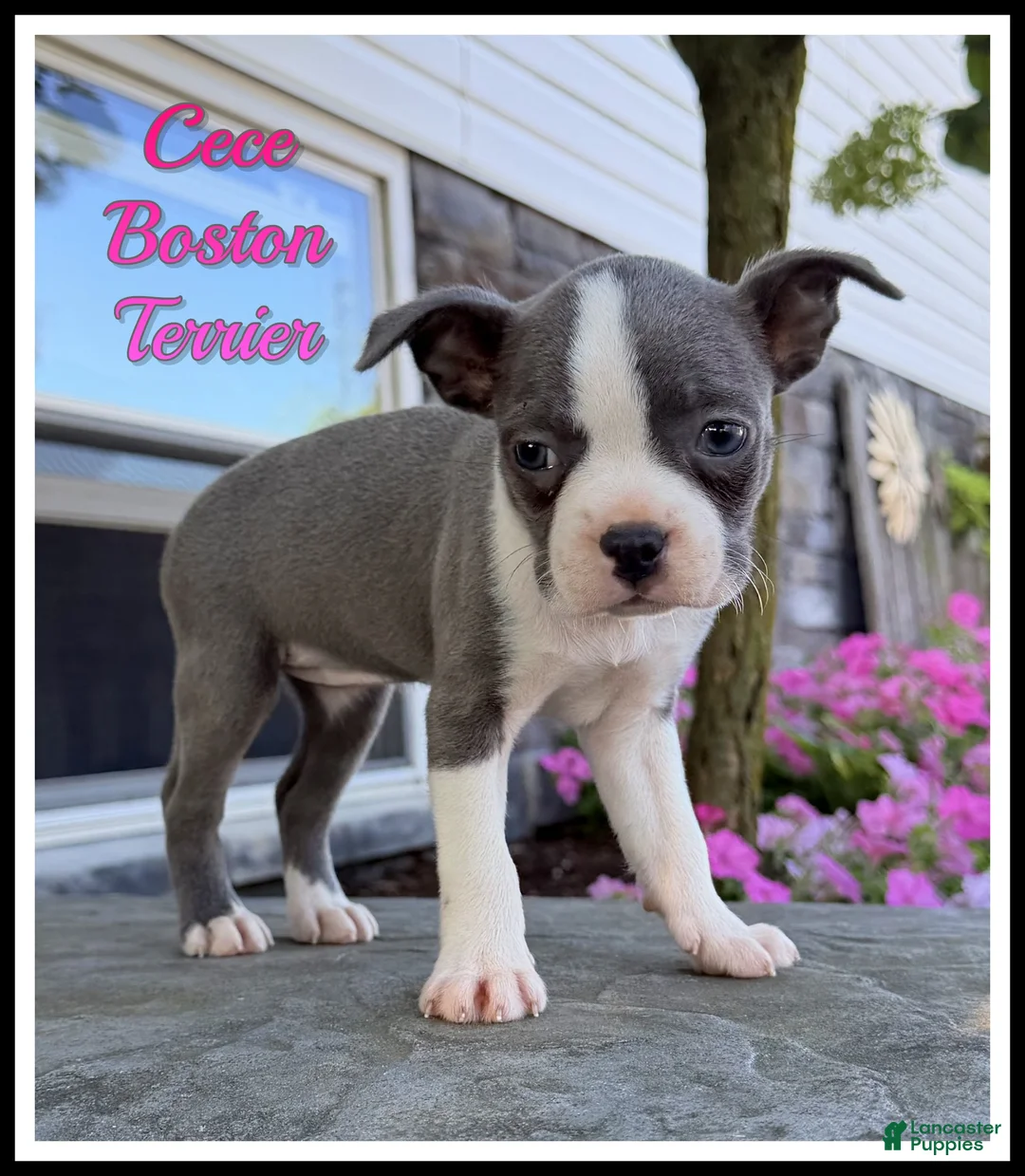 Boston Terrier dogs for sale: Cece - Ad 1