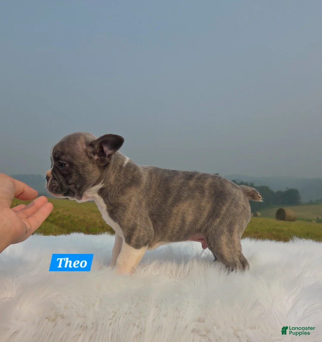 Frenchton dogs for sale: Theo - Ad 2