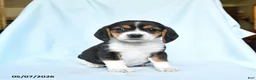 Beagle dogs for sale: Carol  - Ad 2