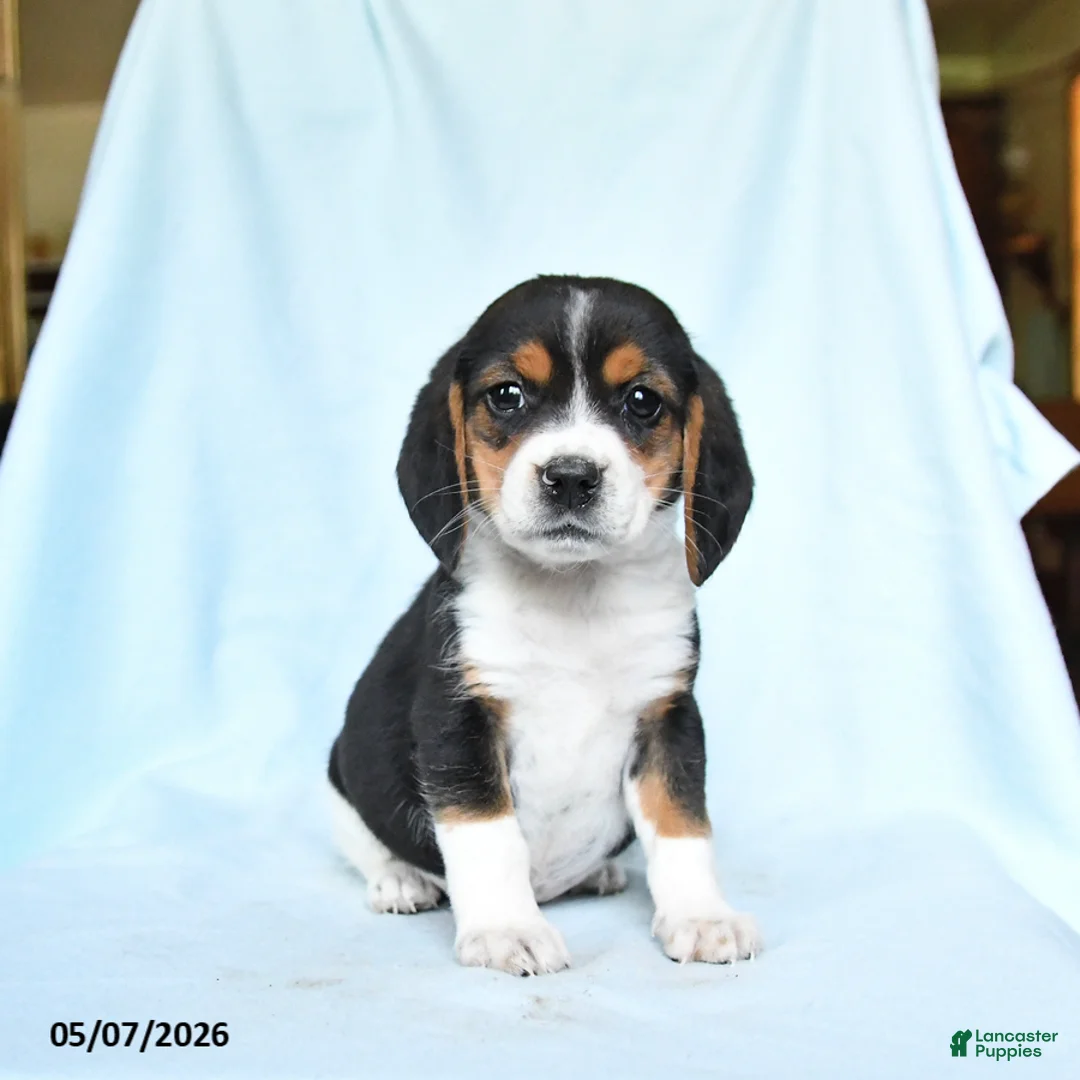Beagle dogs for sale: Carol  - Ad 2