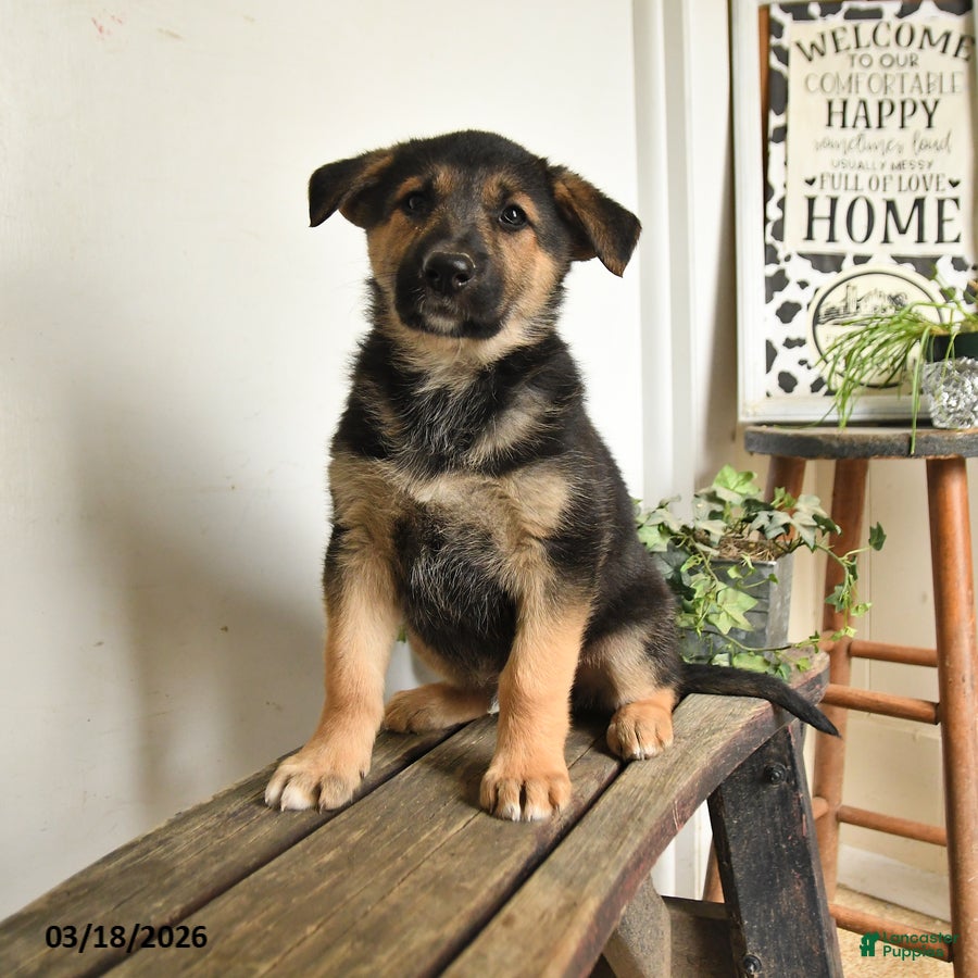 Mixed Breed dogs Wolf  - Ad 1