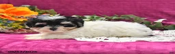 Maltipoo dogs for sale: Nora - Ad 3