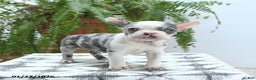 Boston Terrier dogs for sale: Jax - Ad 5