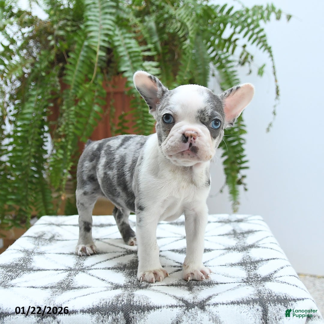 Boston Terrier dogs for sale: Jax - Ad 5