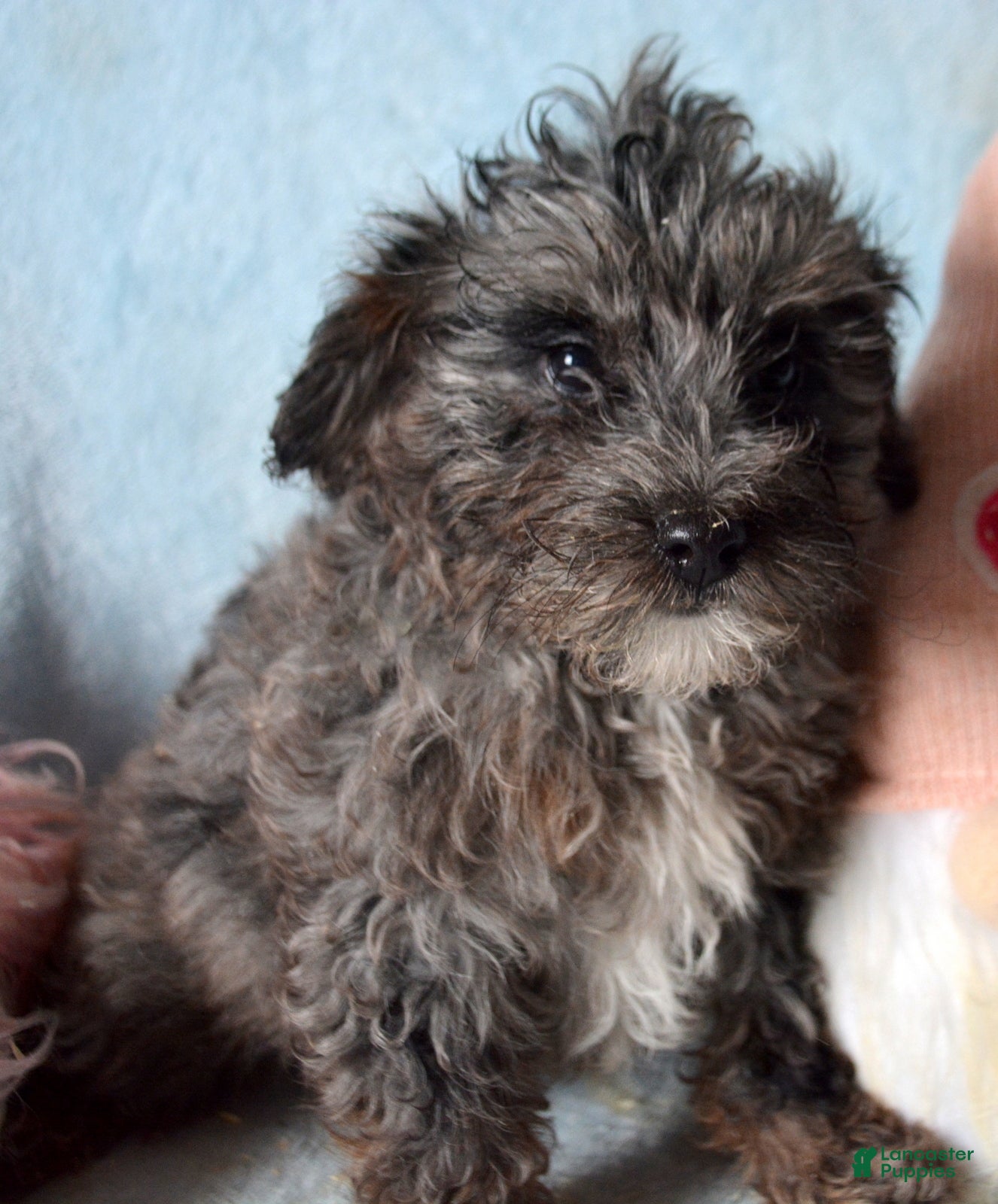 Mini Bernedoodle dogs Micro Bernedoodle Puppy 2 Baxter - Ad 29
