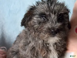 Mini Bernedoodle dogs Micro Bernedoodle Puppy 2 Baxter - Ad 29