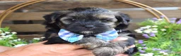 Morkie dogs for sale: Felix - Ad 1