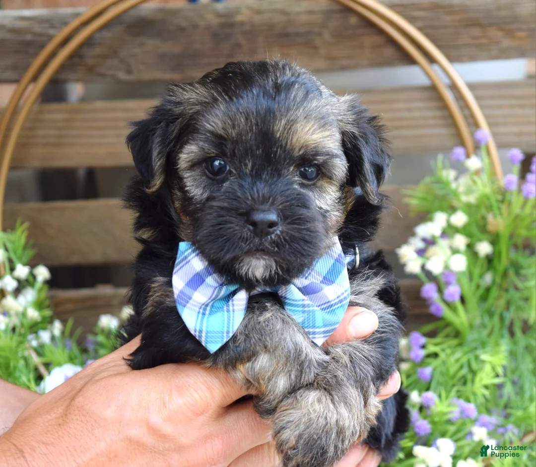 Morkie dogs for sale: Felix - Ad 1