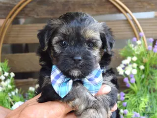 Morkie dogs for sale: Felix - Ad 4