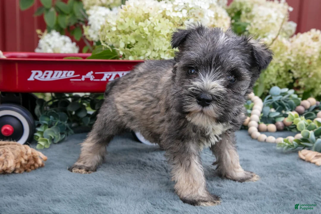 Miniature Schnauzer dogs for sale: Austin - Ad 3