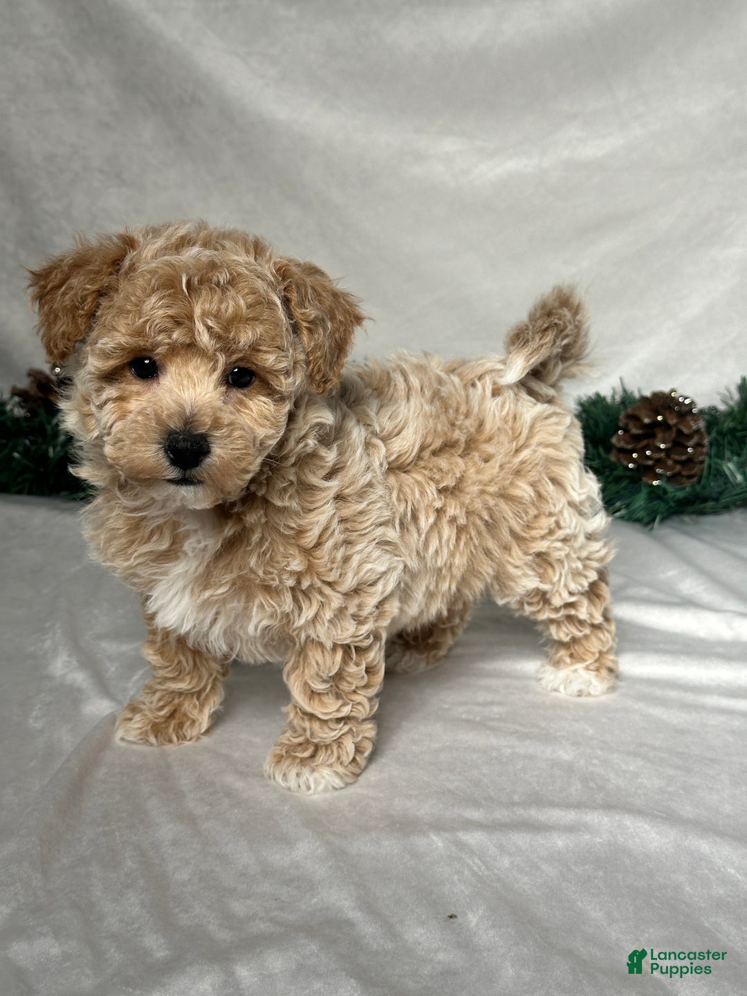 Bichpoo dogs for sale: Archie  - Ad 6