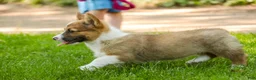 Welsh Corgi Pembroke dogs for sale: Georgia - Ad 6