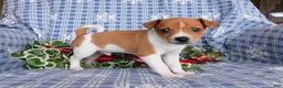 Jack Russell Terrier dogs for sale: Rinti - Ad 3