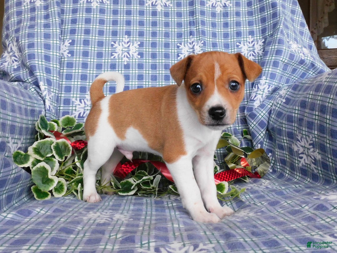 Jack Russell Terrier dogs for sale: Rinti - Ad 3