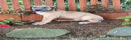 Great Dane dogs for sale: Patience Great Dane  - Ad 8