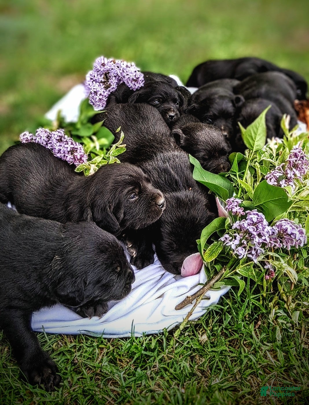 Mixed Breed dogs for sale: Mixed Breed Puppy 4 - Ad 4