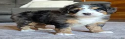 Mini Bernedoodle dogs for sale: Mini Bentley  - Ad 5