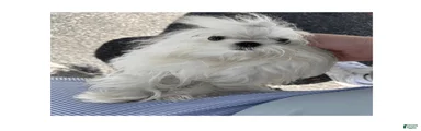 Maltese 2