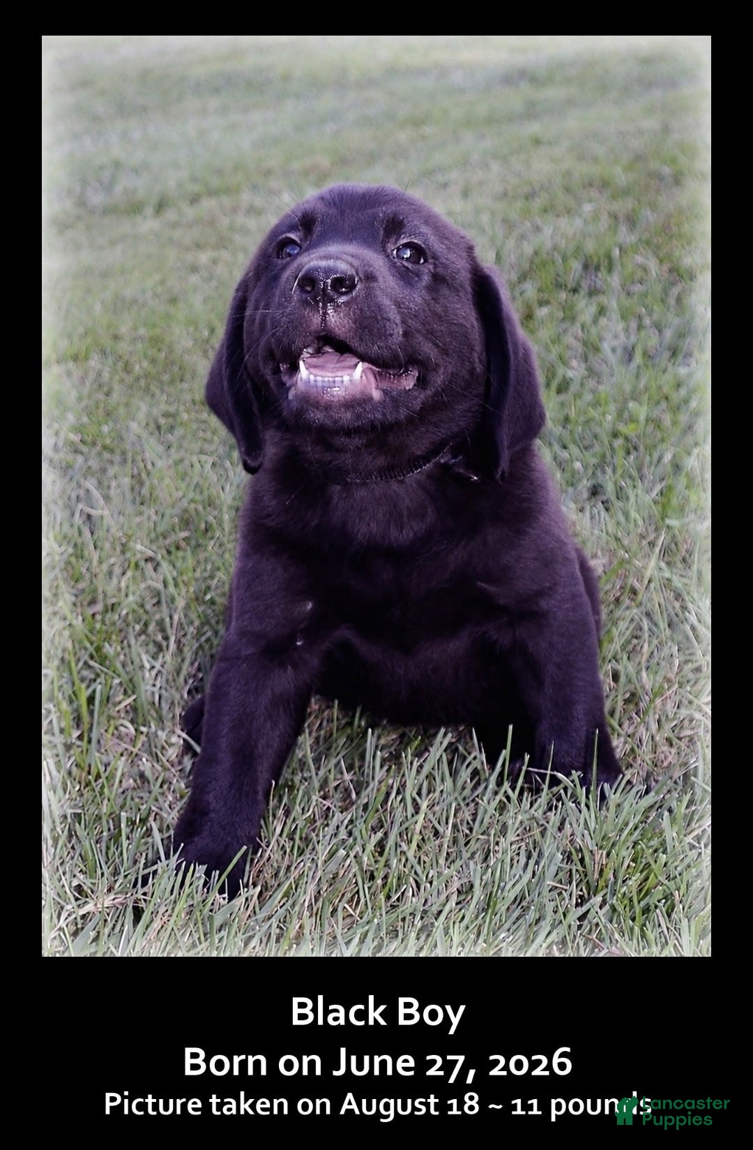 Goldador dogs Goldador 8 - Ad 1