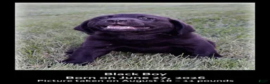 Goldador 8