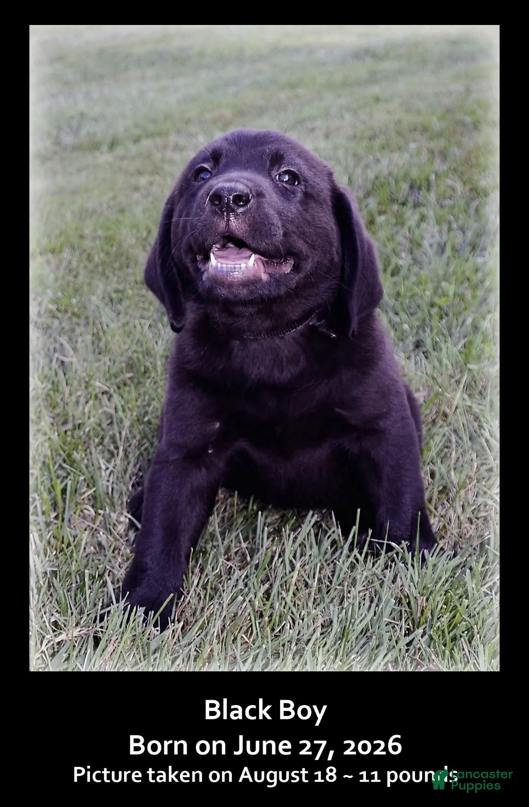 Goldador dogs for sale: Goldador 8 - Ad 1