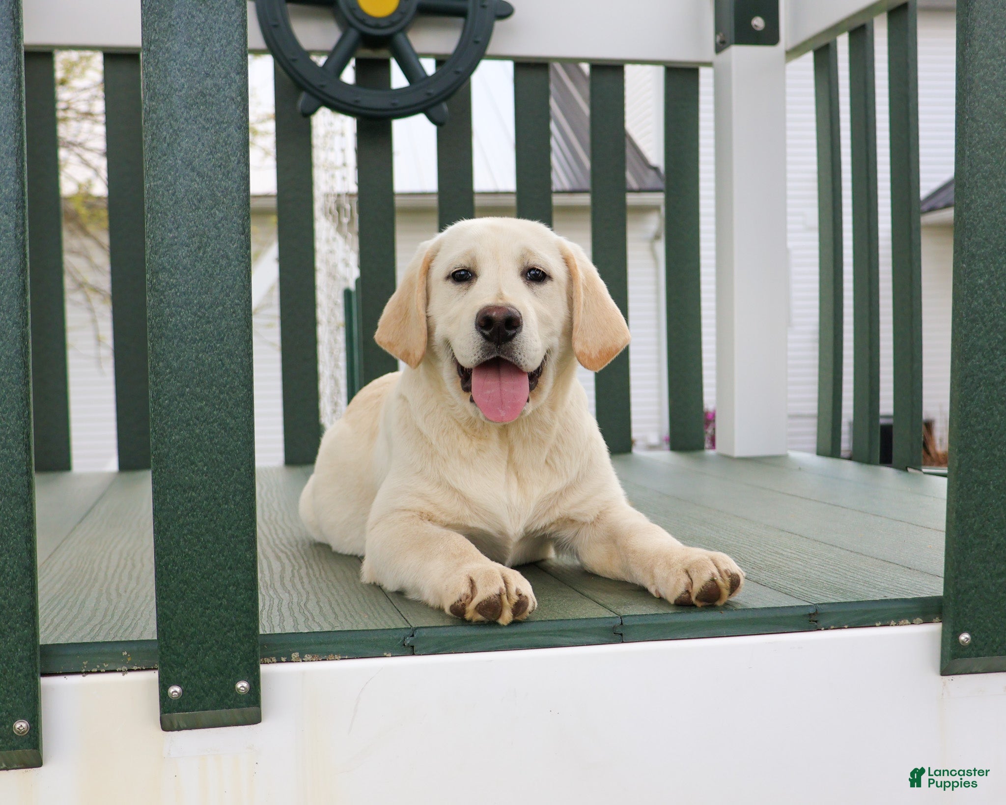 Labrador Retriever dogs Jeremiah  - Ad 1