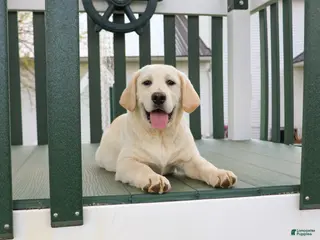 Labrador Retriever dogs for sale: Jeremiah - Ad 4