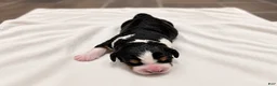 Bernedoodle dogs for sale: Sprout - Ad 2