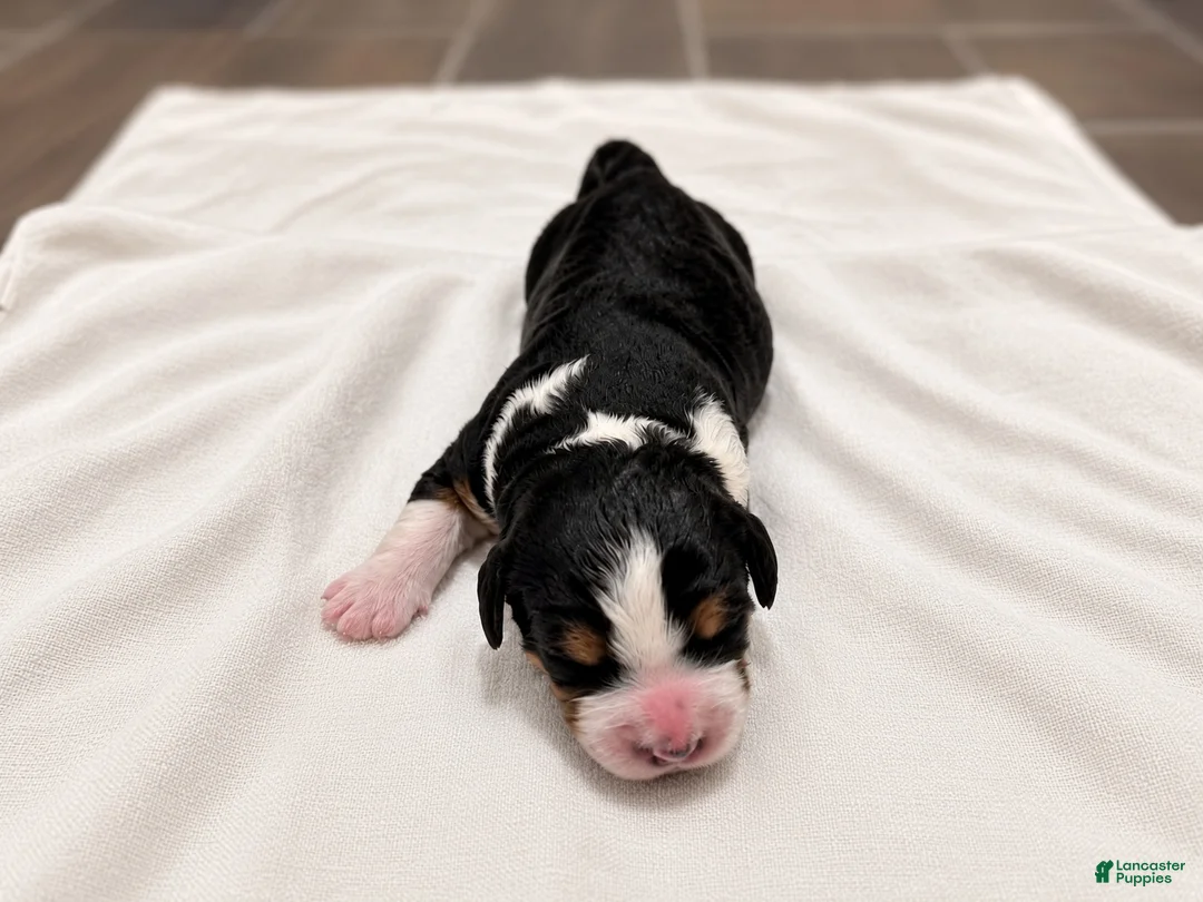 Bernedoodle dogs for sale: Sprout - Ad 2
