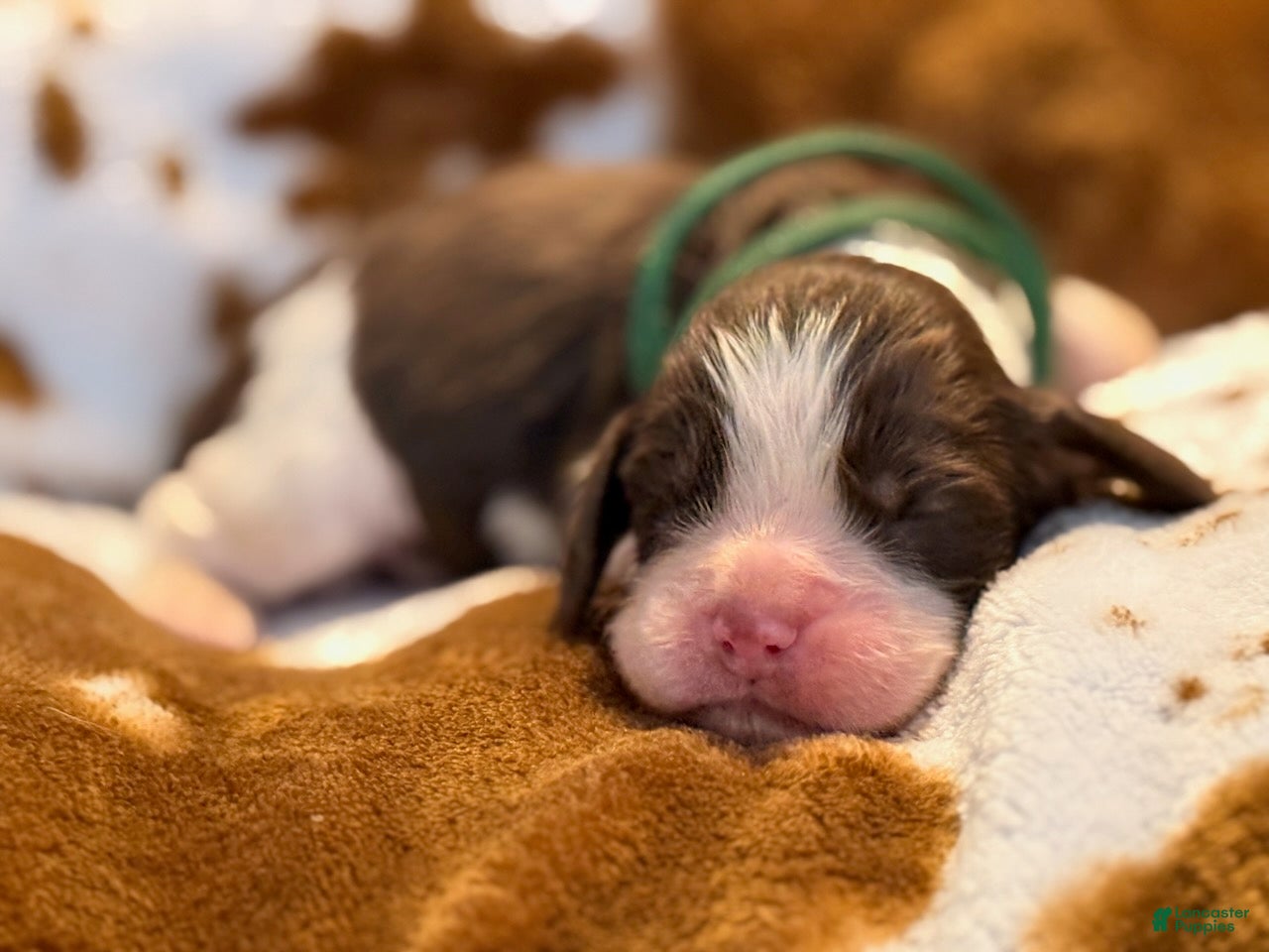 English Springer Spaniel dogs Liver Tri tick-Male - Ad 1