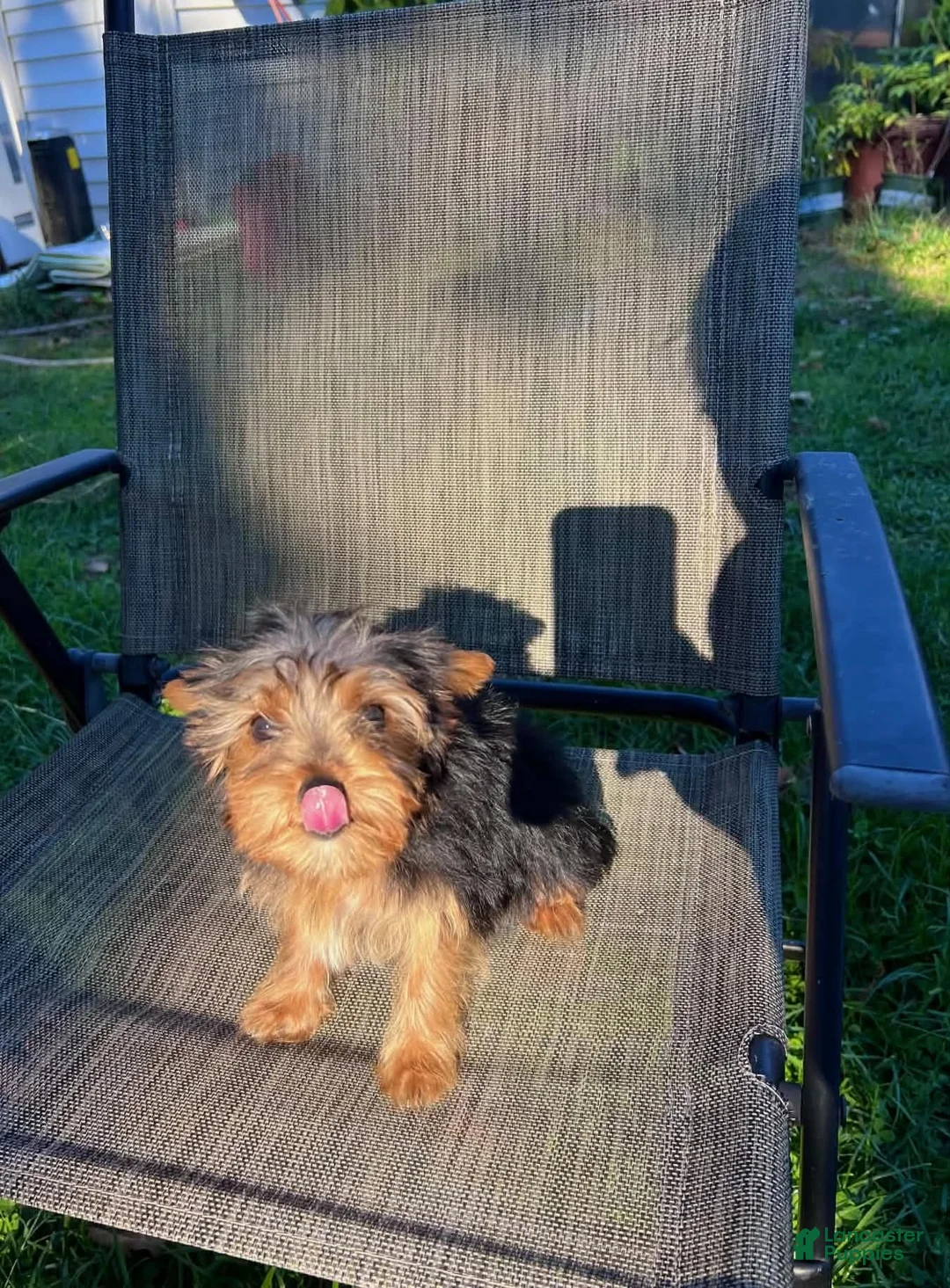 Yorkshire Terrier dogs for sale: Peanut - Ad 3