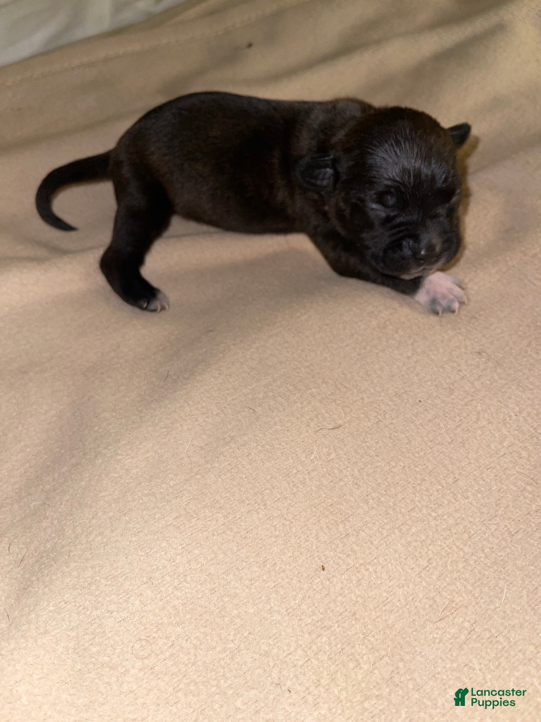 American Pit Bull Terrier dogs for sale: American Pit Bull Terrier Puppy 4 - Ad 4