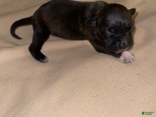 American Pit Bull Terrier dogs - Ad 38