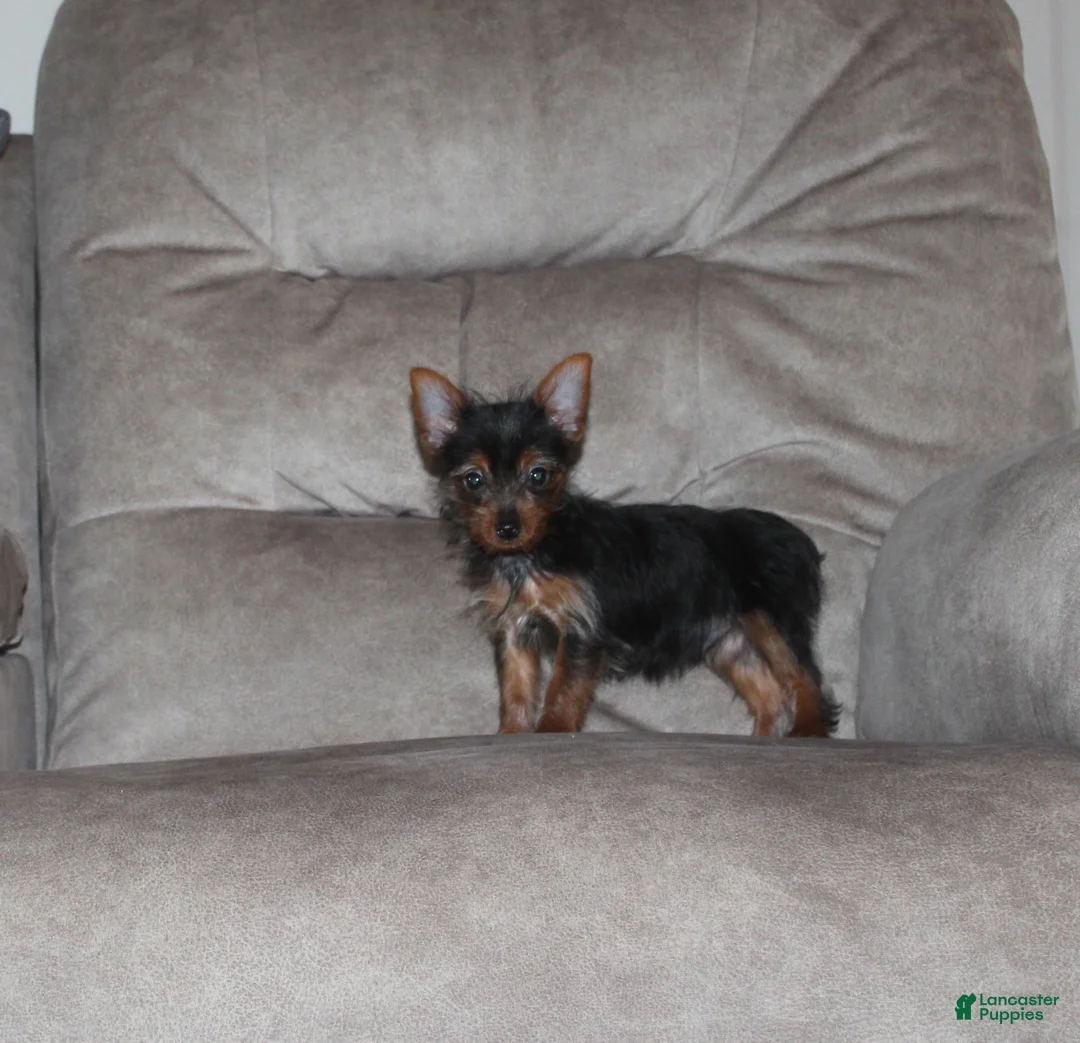 Yorkshire Terrier dogs for sale: Bimbo - Ad 2