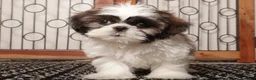 Shih Tzu dogs for sale: Walter - Ad 3