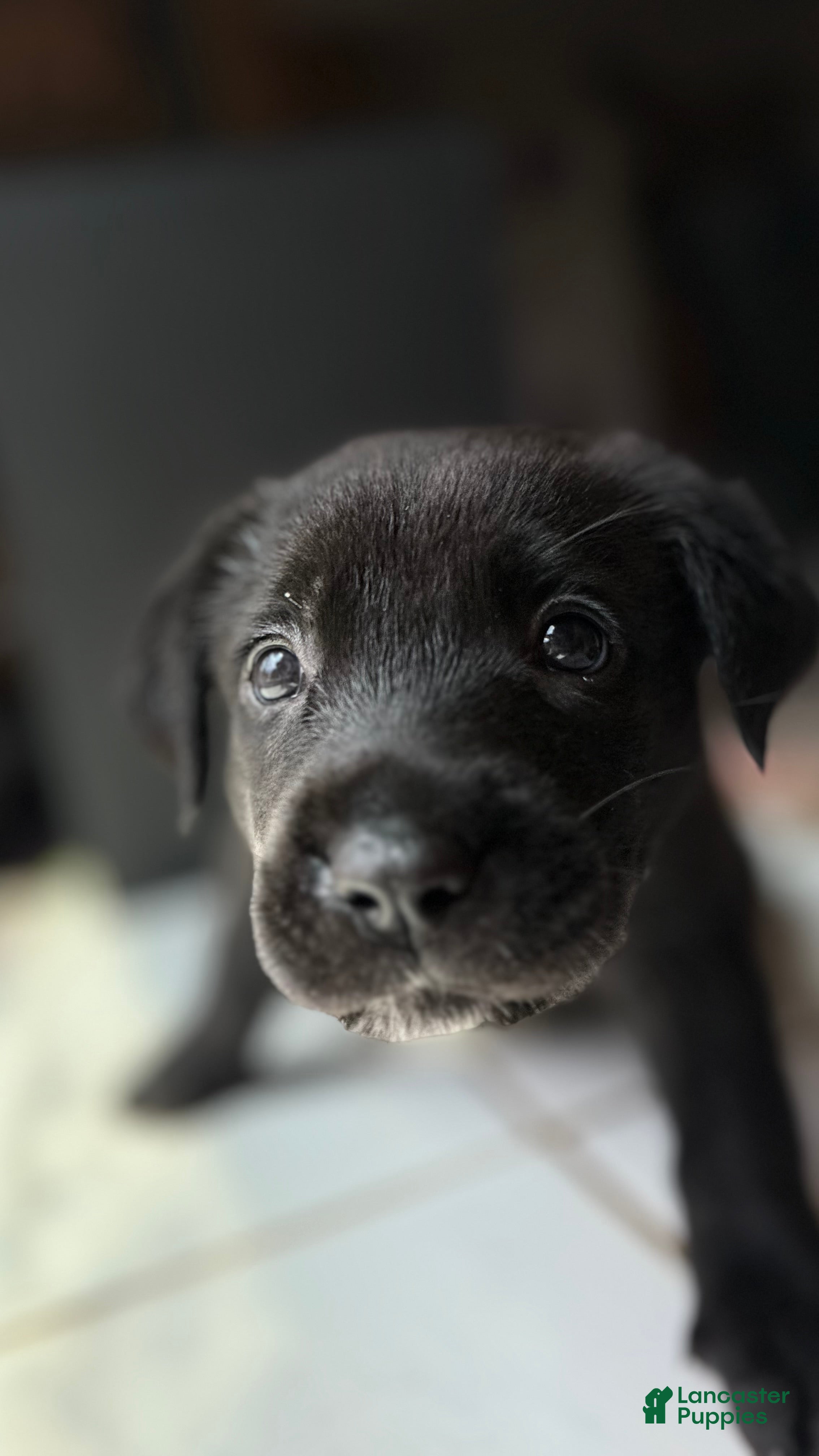 Mixed Breed dogs MadDog - Ad 8