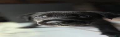 MadDog