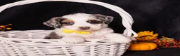 Mini Bernedoodle dogs for sale: Racer - Ad 1