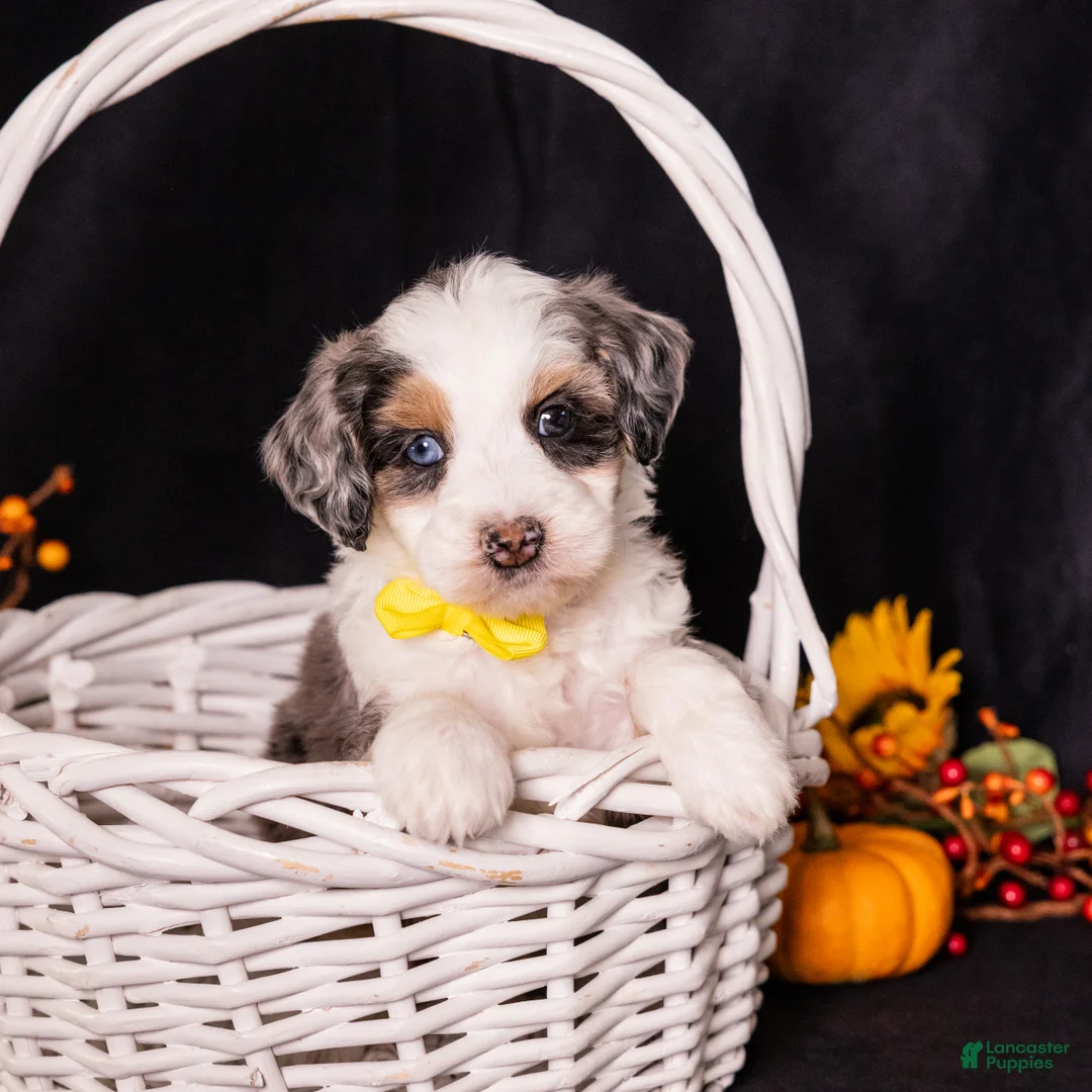 Mini Bernedoodle dogs for sale: Racer - Ad 1