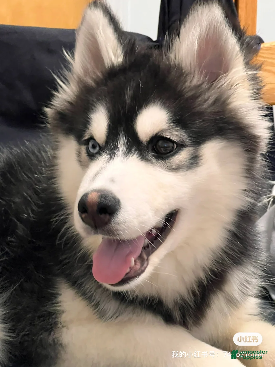 Siberian Husky dogs for sale: Haha - Ad 4