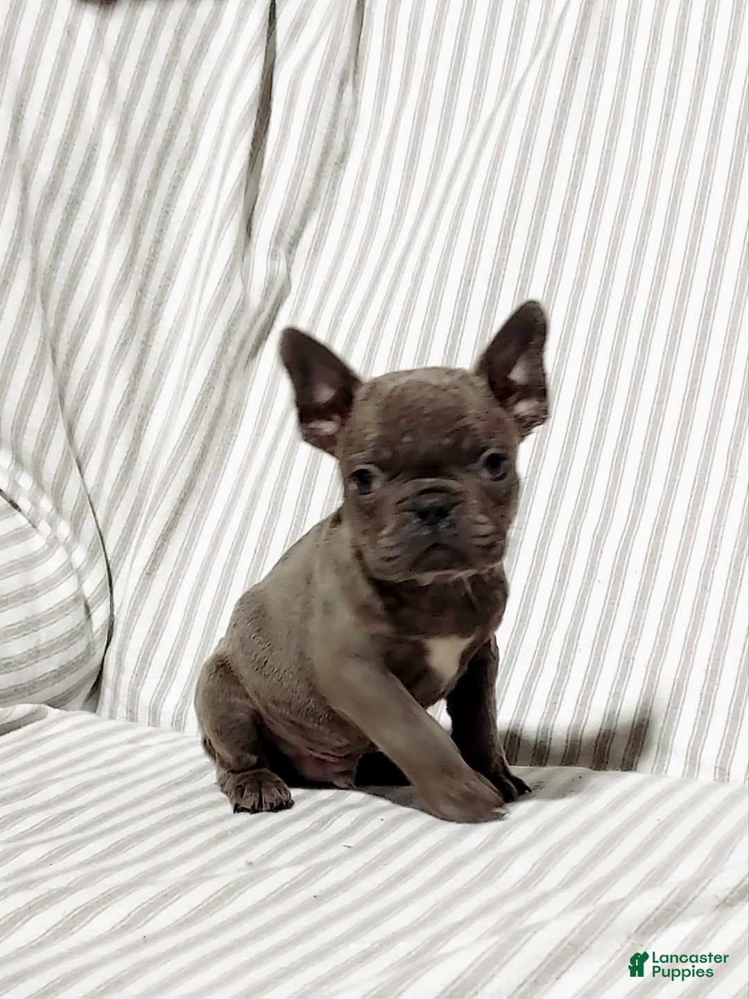 Mixed Breed dogs for sale: Leo - Ad 4